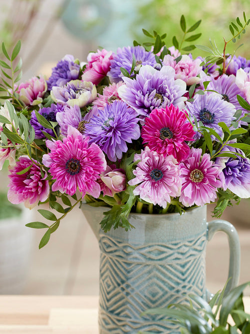 Anemone Fullstar Pastel Mischung