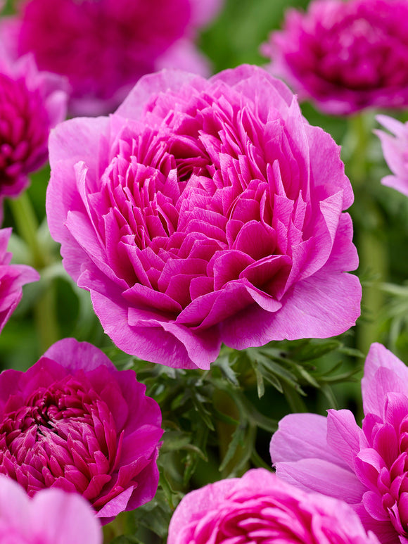 Anemone Fullstar Rosa Anemonen