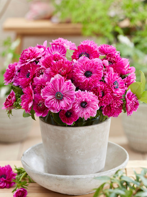 Anemone Fullstar Rosa blumenzwiebeln bestellen