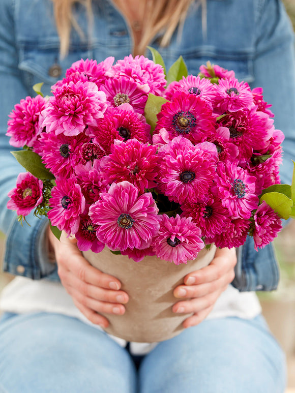 Kaufen Anemone Fullstar Rosa Blumenzwiebeln