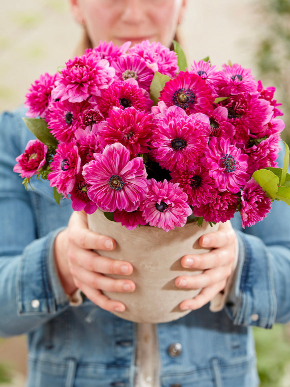 Anemone Fullstar Rosa