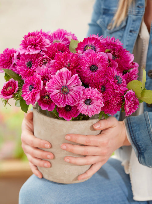 Anemone Fullstar Rosa