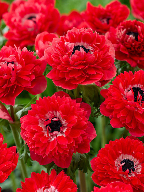 Kaufen Sie Anemone Fullstar Rot, Lieferung nach Deutschland im Herbst