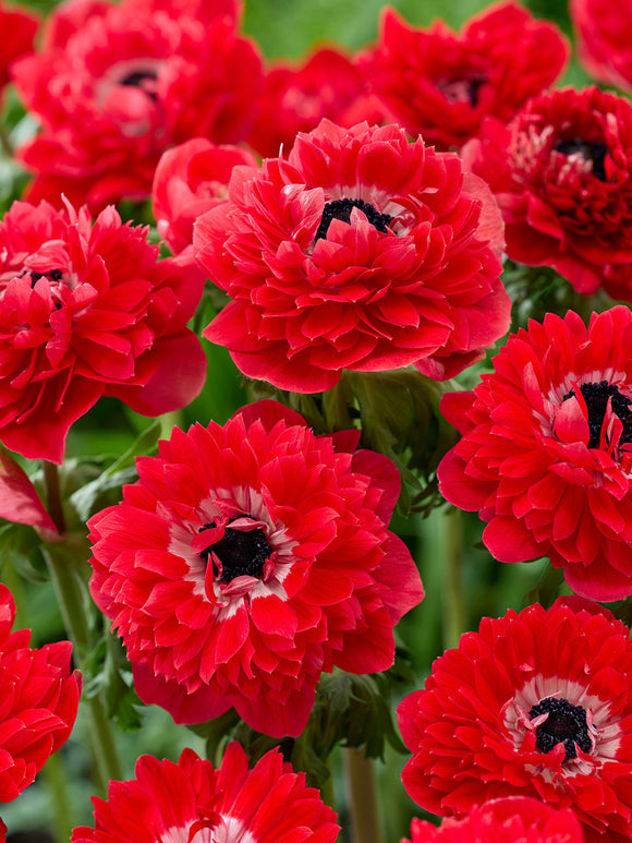 Kaufen Sie Anemone Fullstar Rot, Lieferung nach Deutschland im Herbst