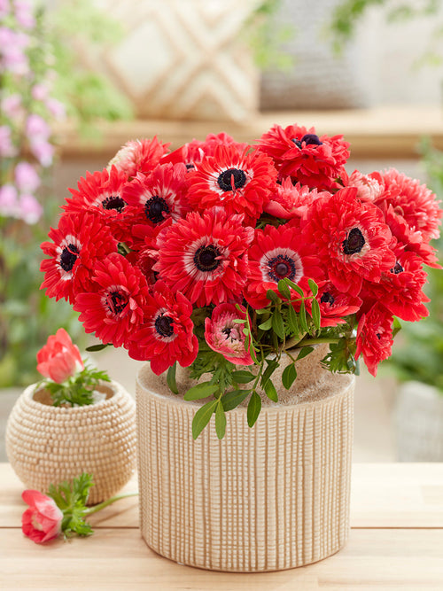 Kaufen Sie Anemone Fullstar Rot, pflanzen Sie sie im Herbst
