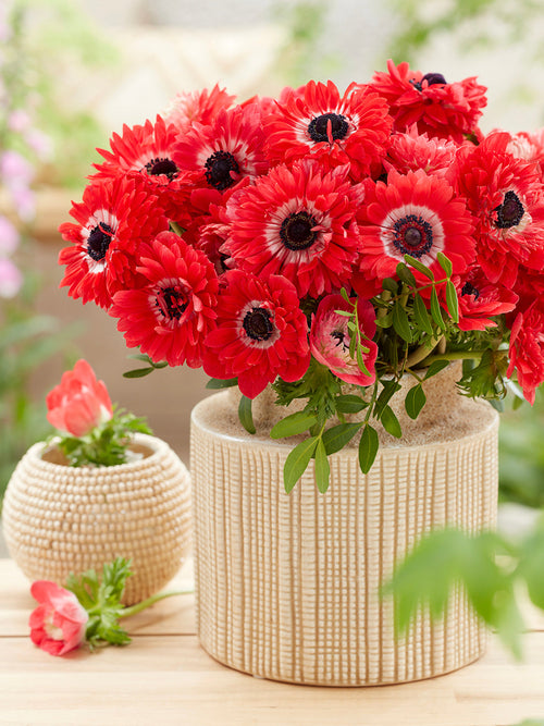 Kaufen Sie Anemone Fullstar Rot, pflanzen Sie sie im Herbst