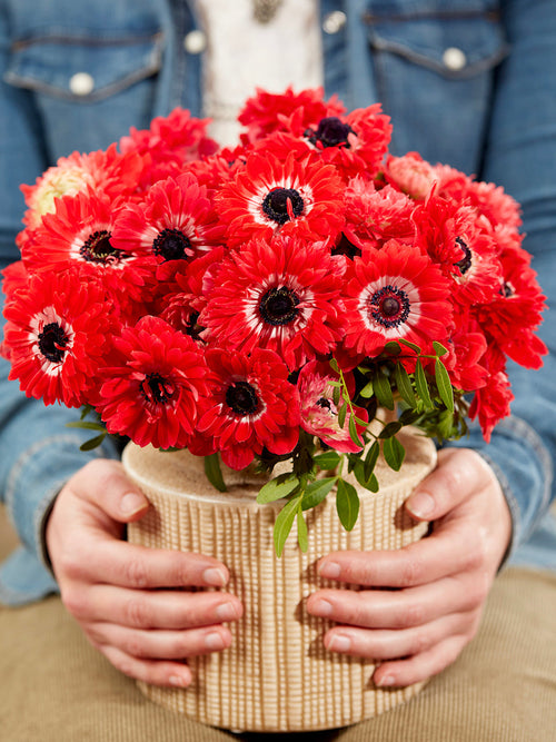 Anemone Fullstar Rot