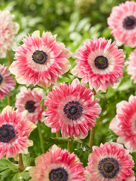 Anemone Fullstar Rot/Weiß