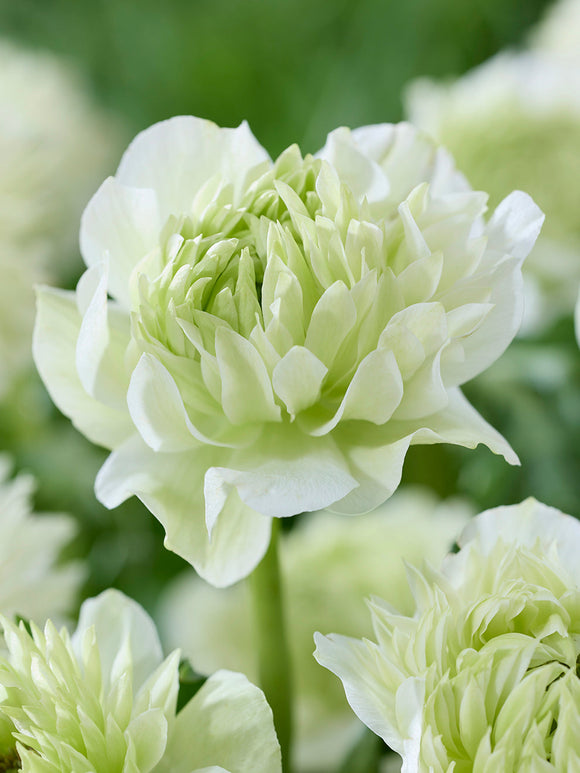 Anemone Zwiebeln Fullstar Weiß