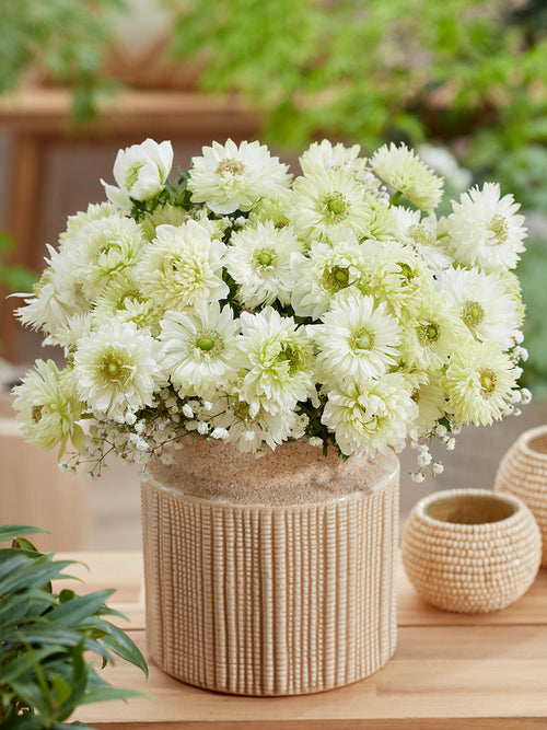 Kaufen Anemone Fullstar Weiß