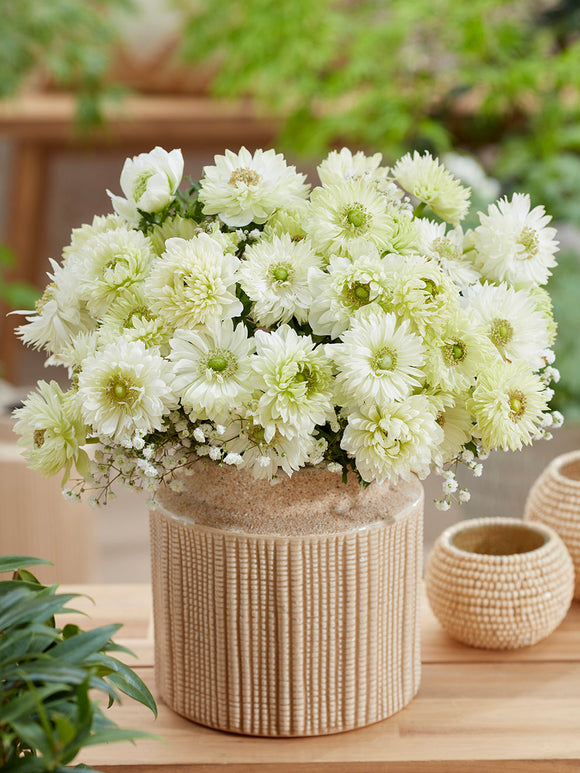 Kaufen Anemone Fullstar Weiß