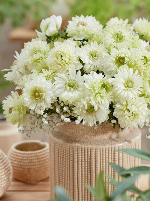 Anemone Fullstar Weiß Anemonenzwiebeln