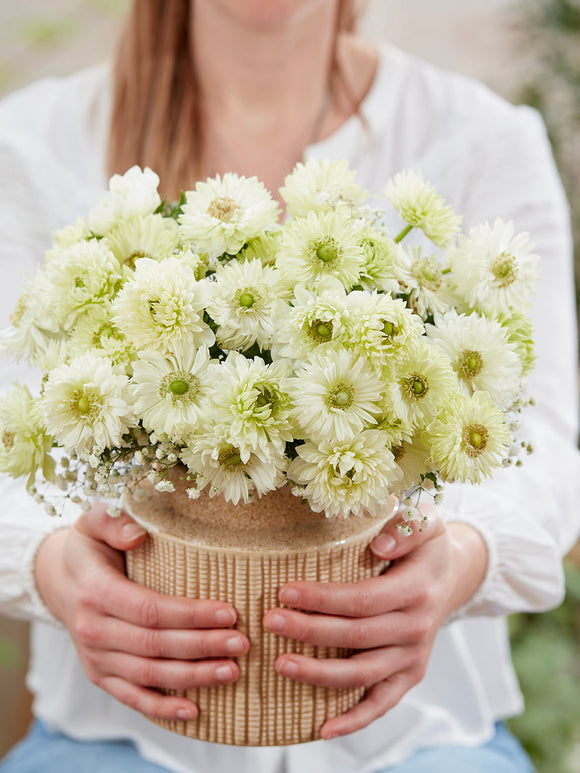 Anemone Fullstar Weiß Anemonen kaufen