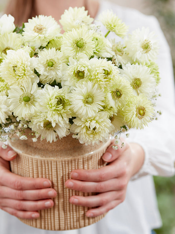 Anemone Fullstar Weiß online kaufen