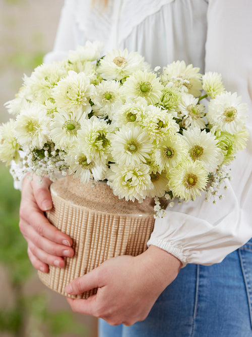 Anemone Fullstar Weiß