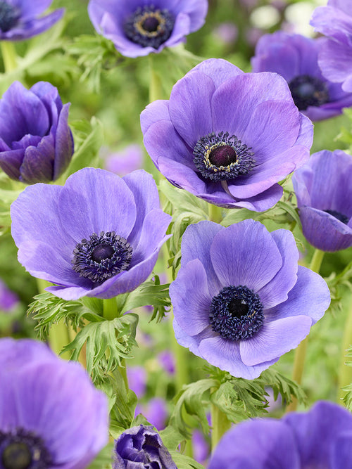 Kaufen Anemone Galilee Blau