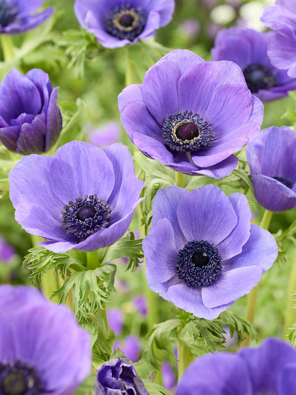 Kaufen Anemone Galilee Blau