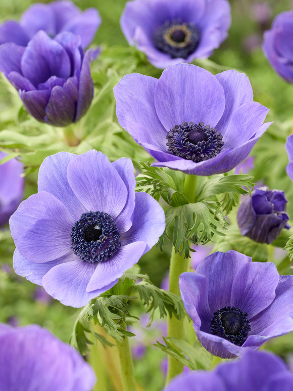 Anemone Galilee Blau, Versand im Herbst aus Holland nach Deutschland