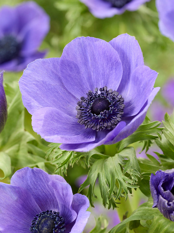 Anemone Galilee Blau, Versand im Herbst aus Holland nach Deutschland