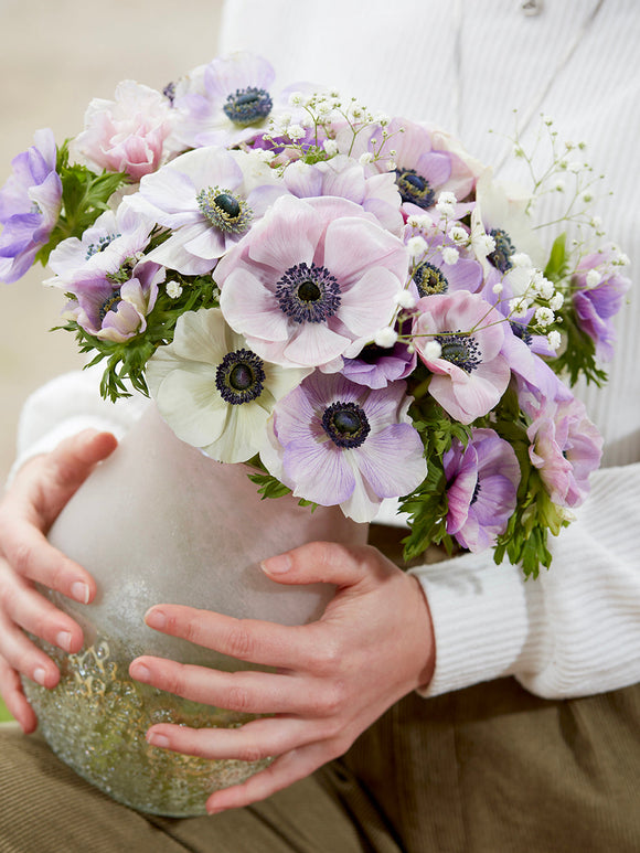 Anemone Galilee Pastel Mischung, Pflanzung im Herbst