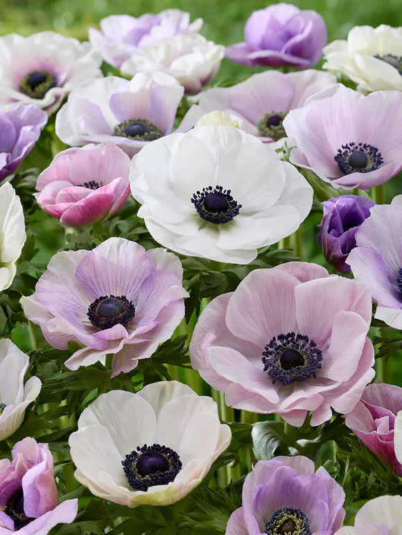 Anemone Blumenzwiebeln Galilee Pastel Mischung