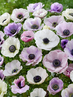 Anemone Galilee Pastel Mischung