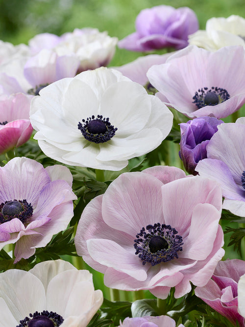 Anemone Galilee Pastel Mischung, Lieferung nach Deutschland im Herbst