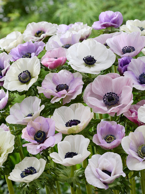 Kaufen Anemone Galilee Pastel Mischung