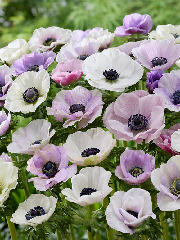 Kaufen Anemone Galilee Pastel Mischung