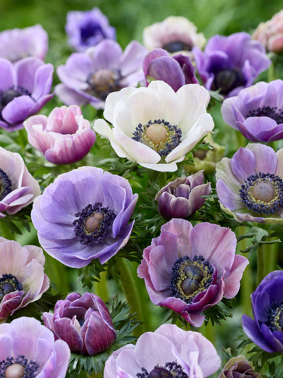 Kaufen Anemone Galilee Pastel Mischung