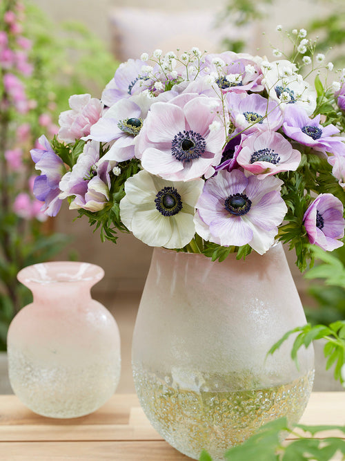 Anemone Galilee Pastel Mischung, Pflanzung im Herbst