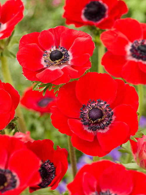 Kaufen Sie Anemone Galilee Rot und pflanzen Sie sie im Herbst in Deutschland