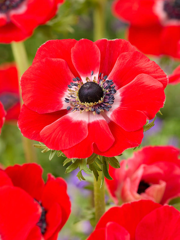 Anemone Galilee Rot kaufen, Versand im Herbst