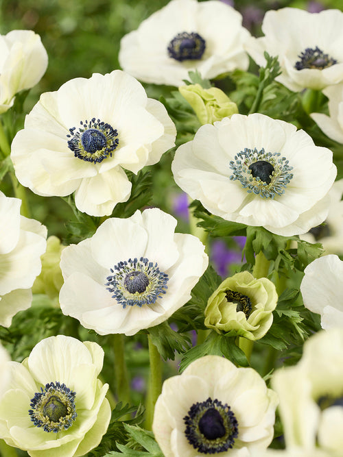 Kaufen Anemone Galilee Weiß