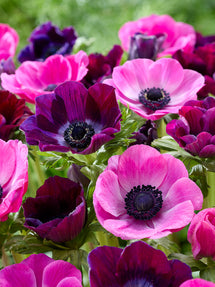 Anemone Pink Dusk Kollektion
