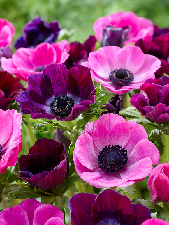 Anemone Pink Dusk Kollektion, Lieferung nach Deutschland im Herbst