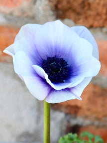 Anemone Rainbow Blau/Weiß