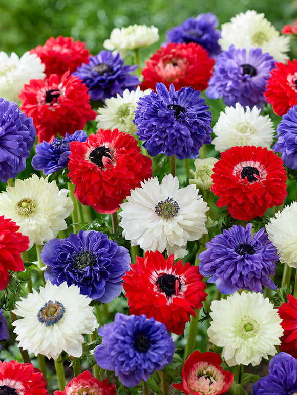 Anemone Stars and Stripes Kollektion, Lieferung nach Deutschland im Herbst