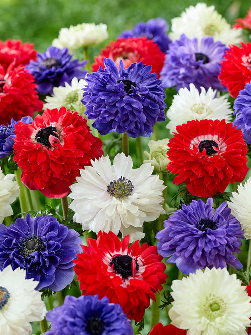 Anemone Stars and Stripes Kollektion, Pflanzung und Versand im Herbst