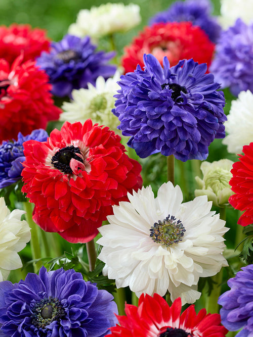 Anemone Stars and Stripes Kollektion