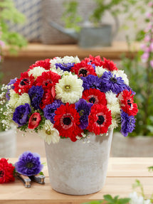 Anemone Stars and Stripes Kollektion