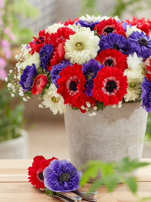 Anemonen-Zwiebeln Kaufen Anemone Stars and Stripes Kollektion