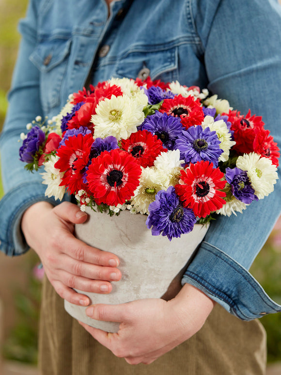 Anemone Stars and Stripes Kollektion, Lieferung nach Deutschland im Herbst