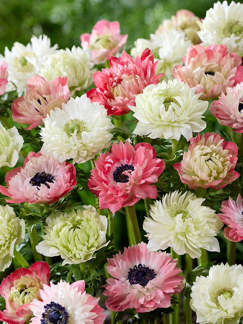 Kaufen Sie Anemone Strawberry & Cream Kollektion, Versand nach Deutschland