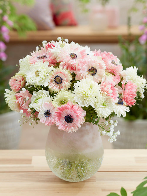 Kaufen Anemone Strawberry & Cream Kollektion