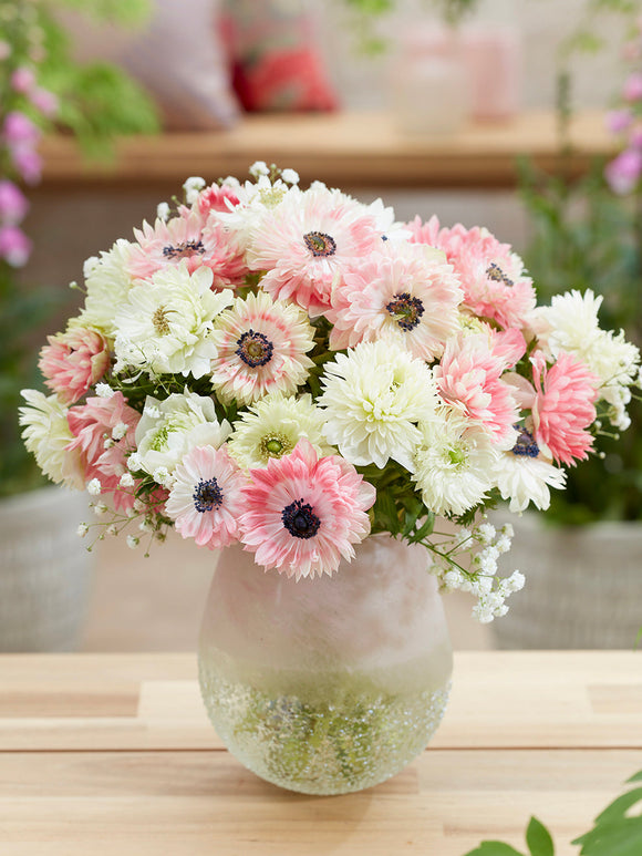 Kaufen Anemone Strawberry & Cream Kollektion