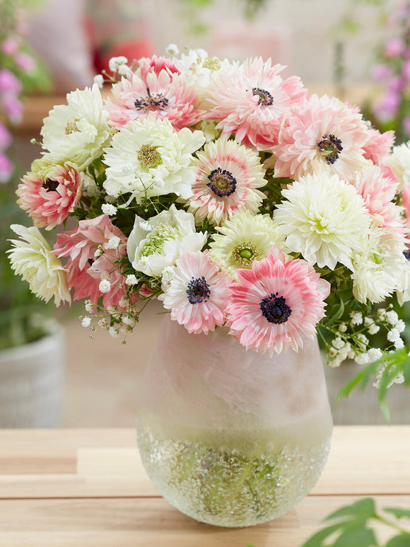 Kaufen Sie Anemone Strawberry & Cream Kollektion, pflanzen und versenden Sie im Herbst