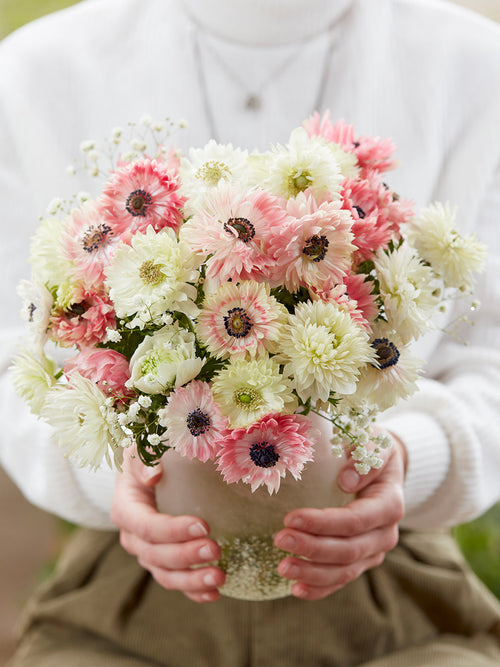 Kaufen Anemone Strawberry & Cream Kollektion