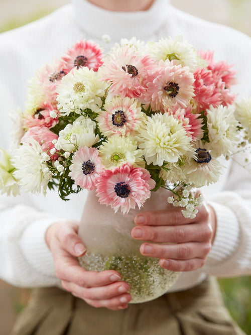 Anemone Strawberry & Cream Kollektion