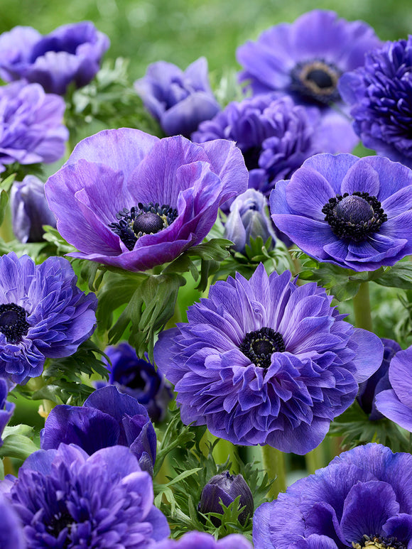 Anemone True Blue Kollektion